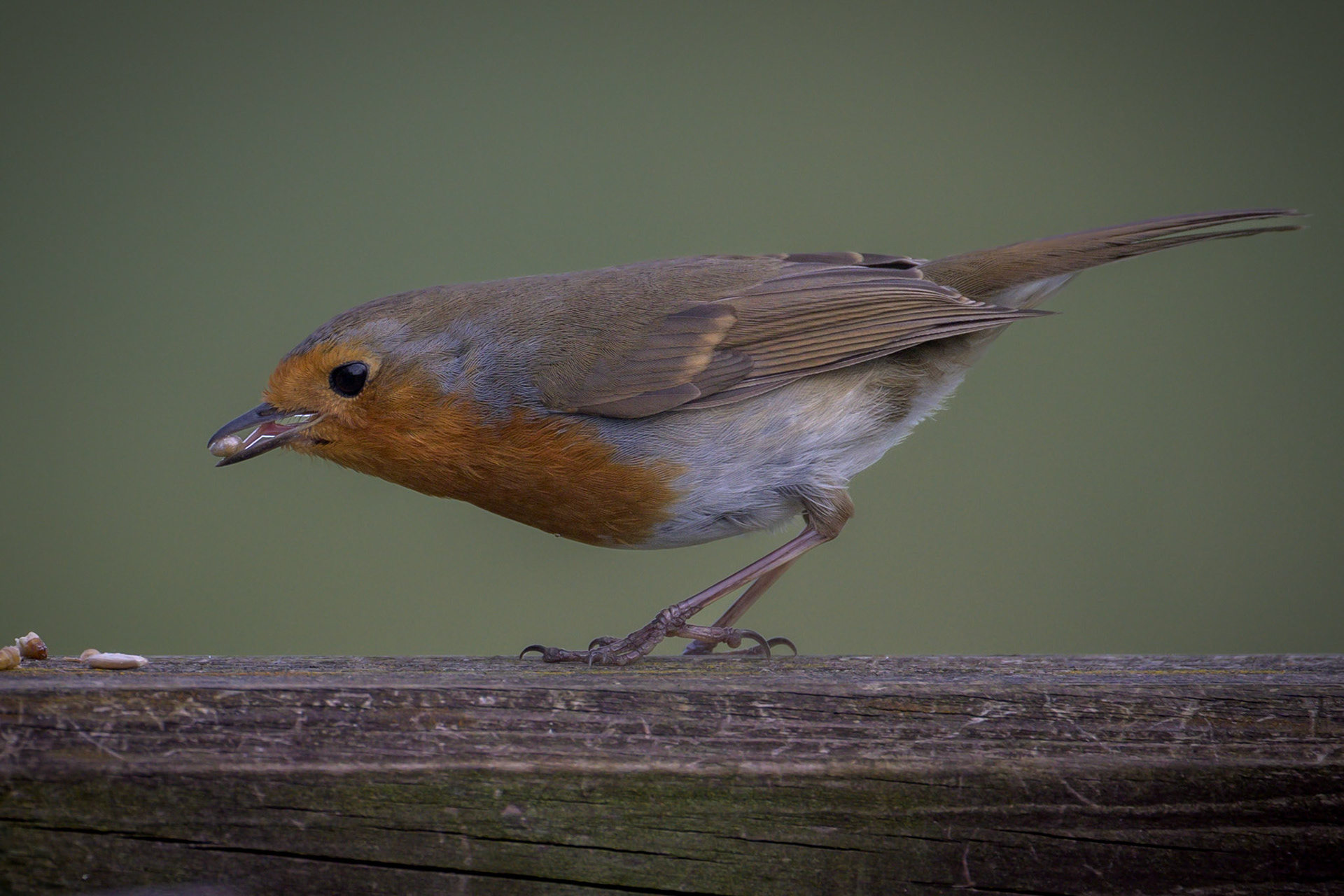 Robin
