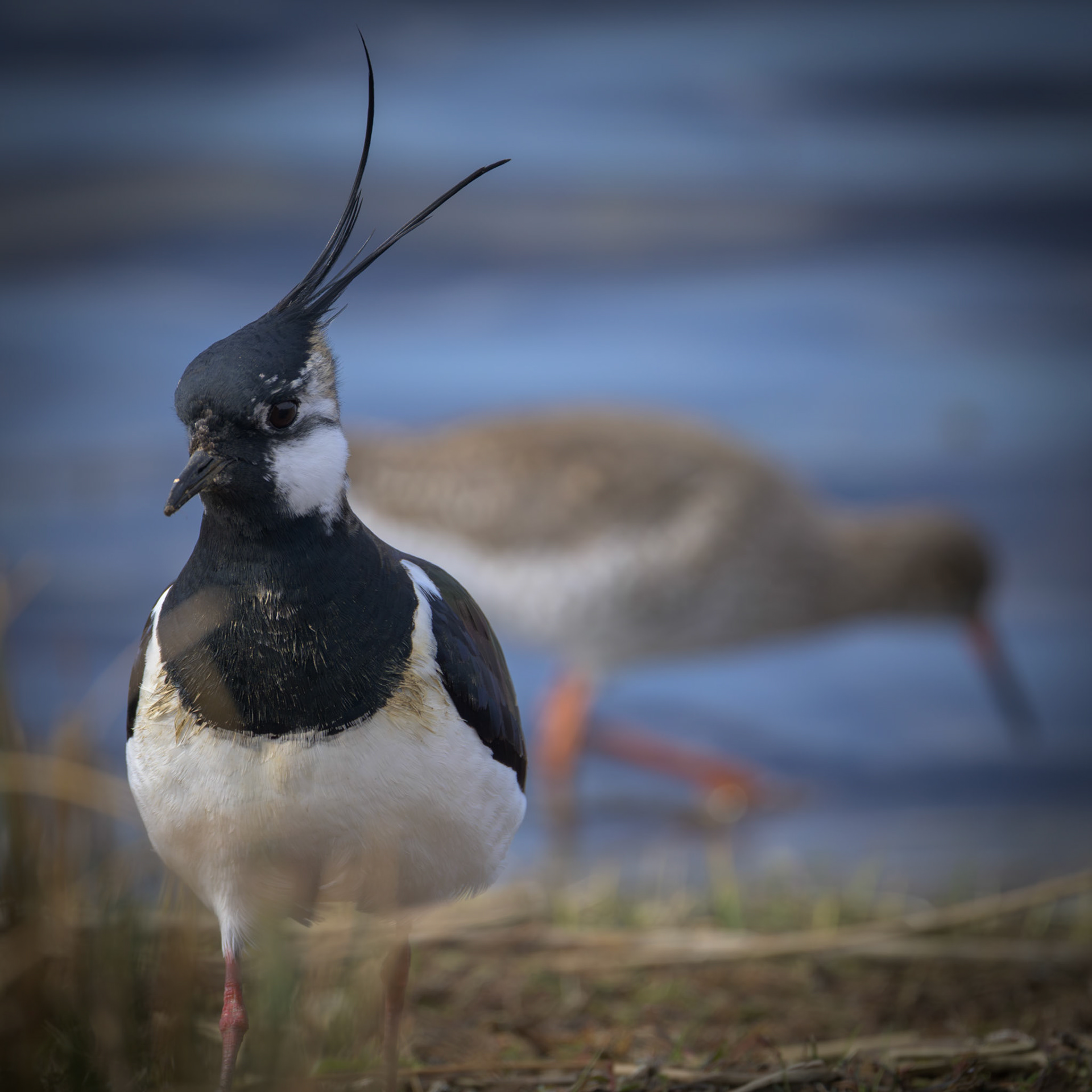 Northern Lapwing