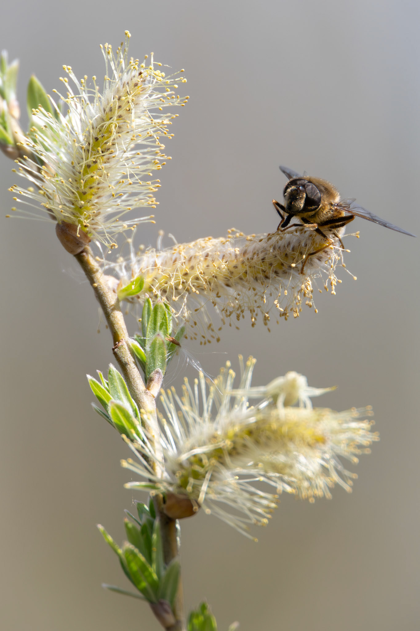 Hoverfly