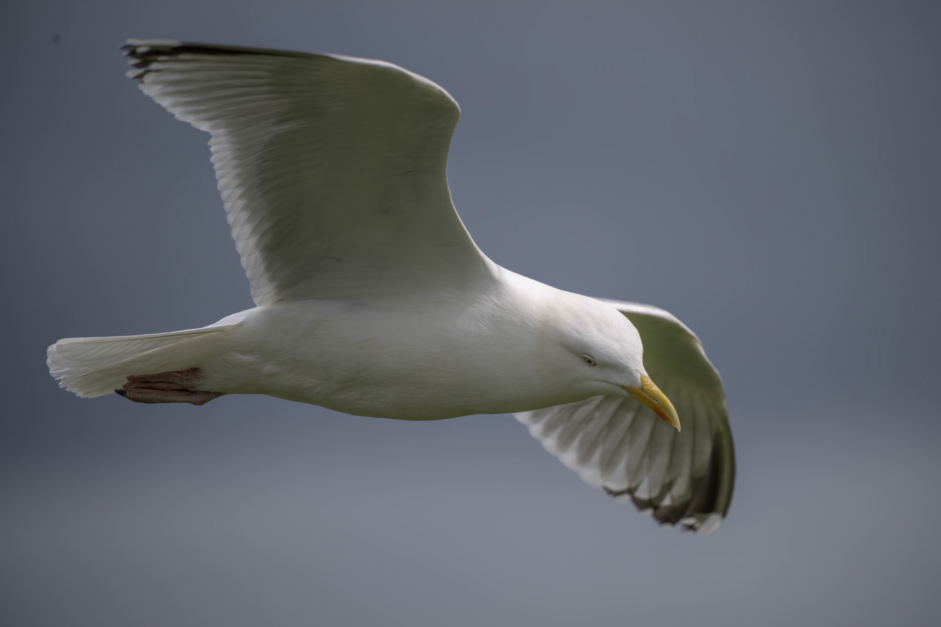 Herring Gull