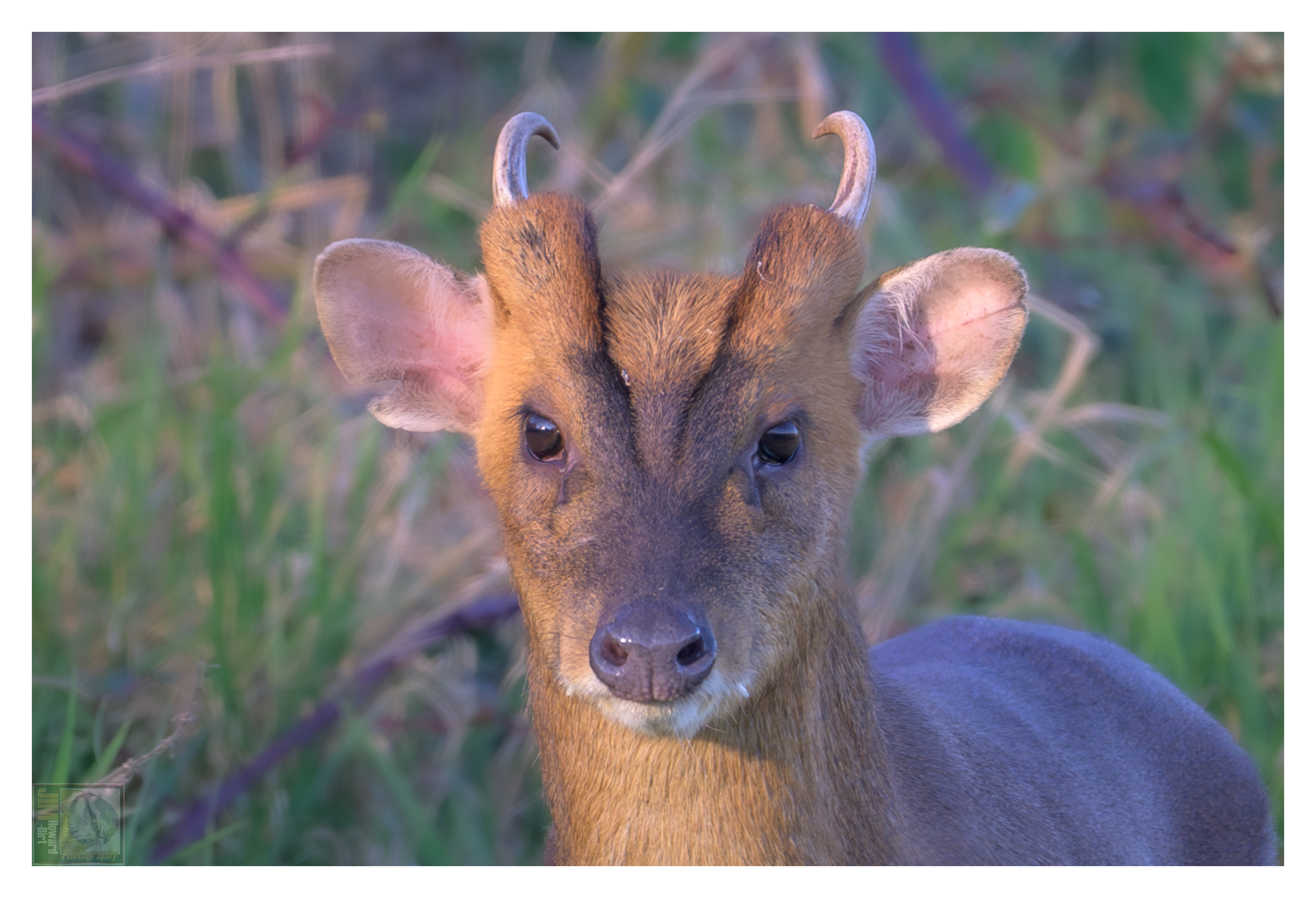Irthlingborough - Muntjac Deer
