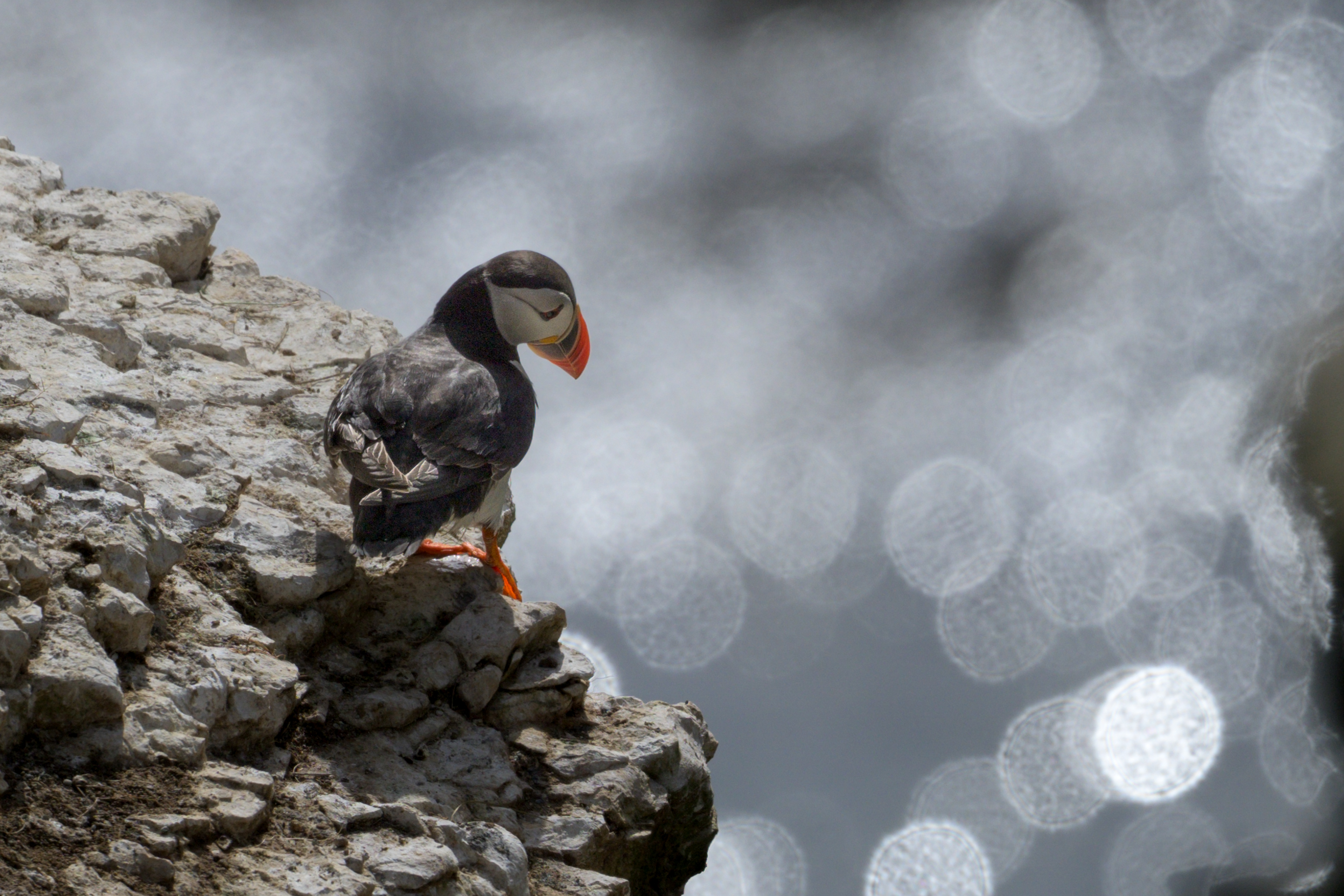 Atlantic Puffin