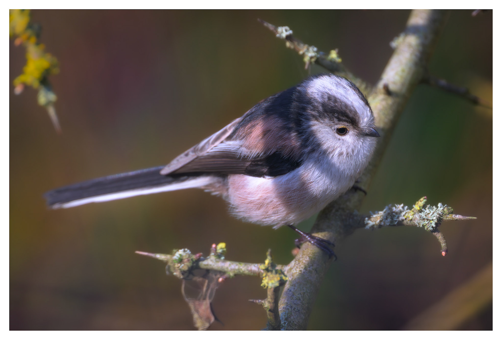 Long-Tailed Tit