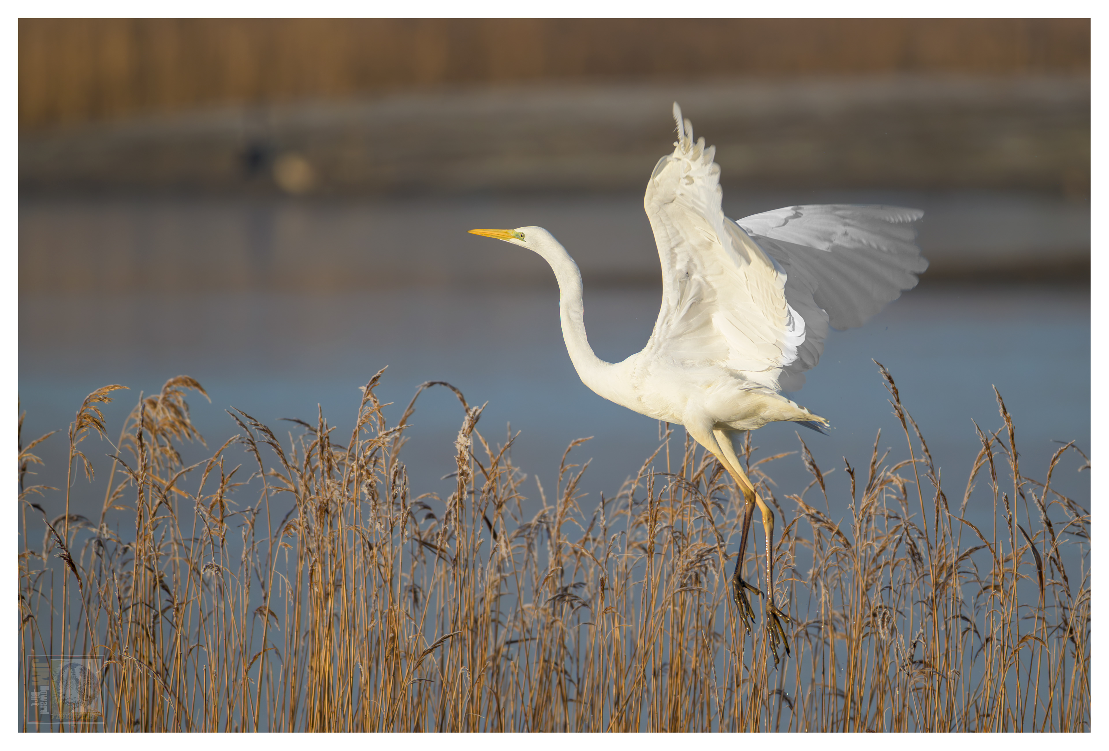 Summer Leys - Great White Egret