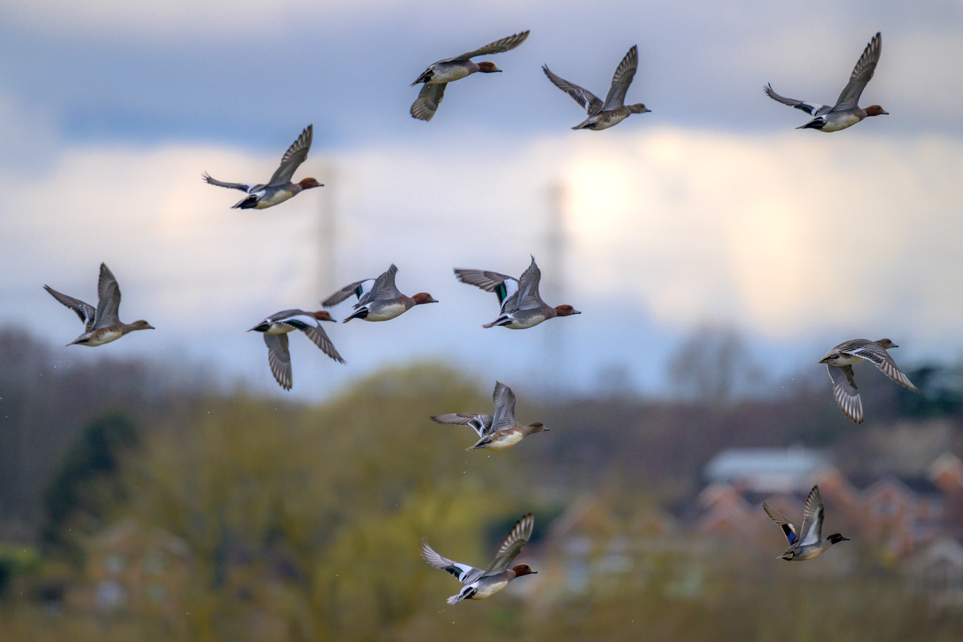 Widgeon