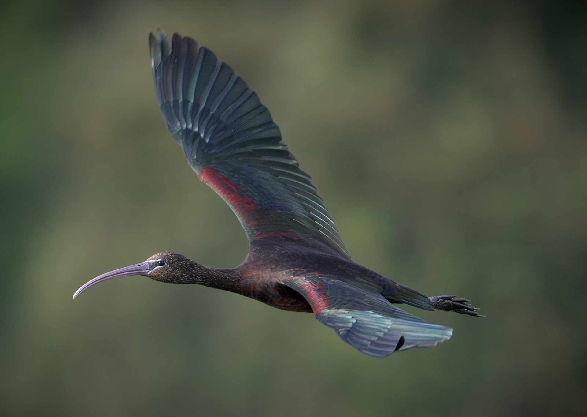 Glossy Ibis