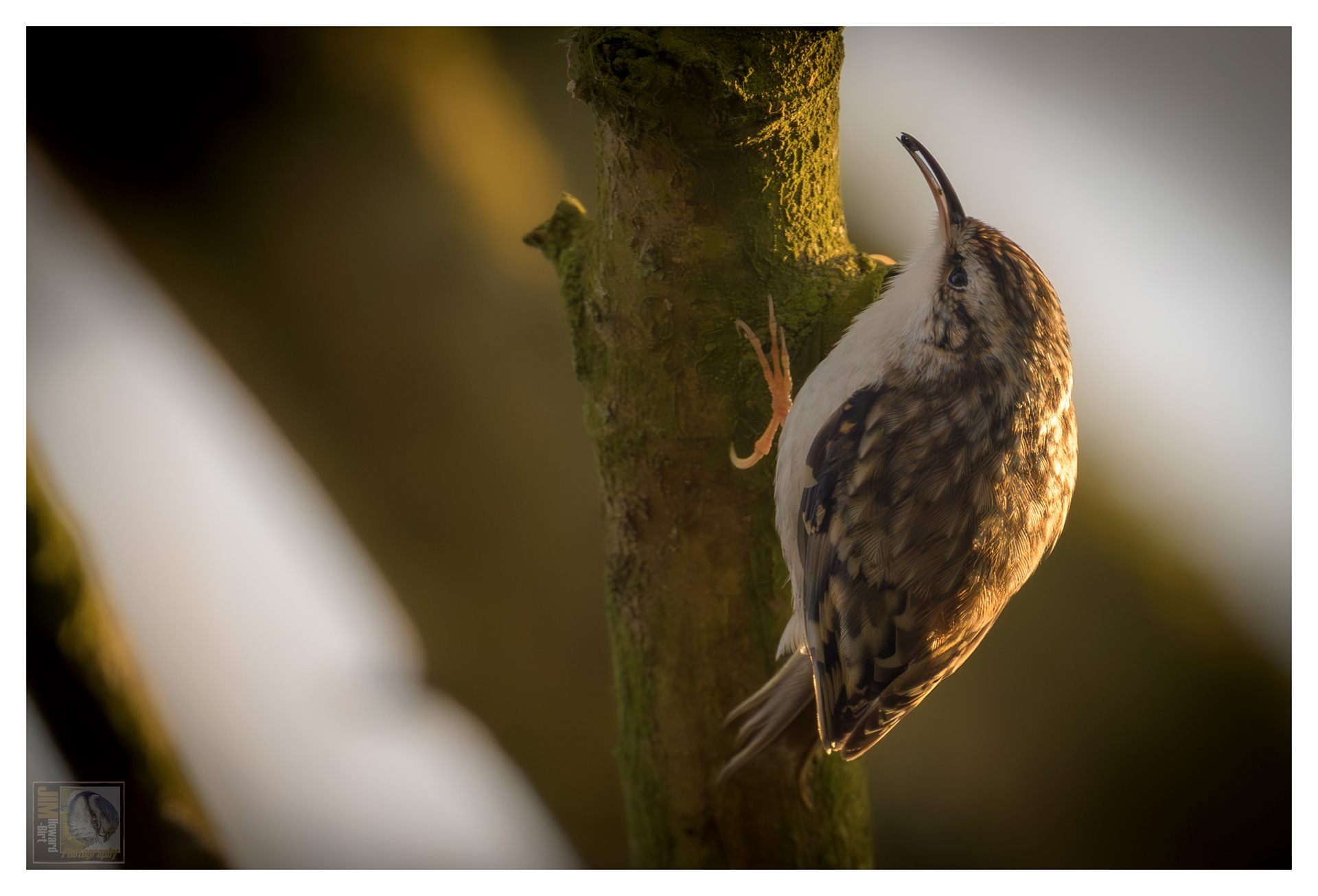 Summer Leys - Treecreeper