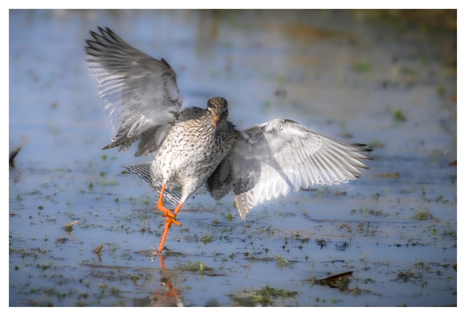 Redshank