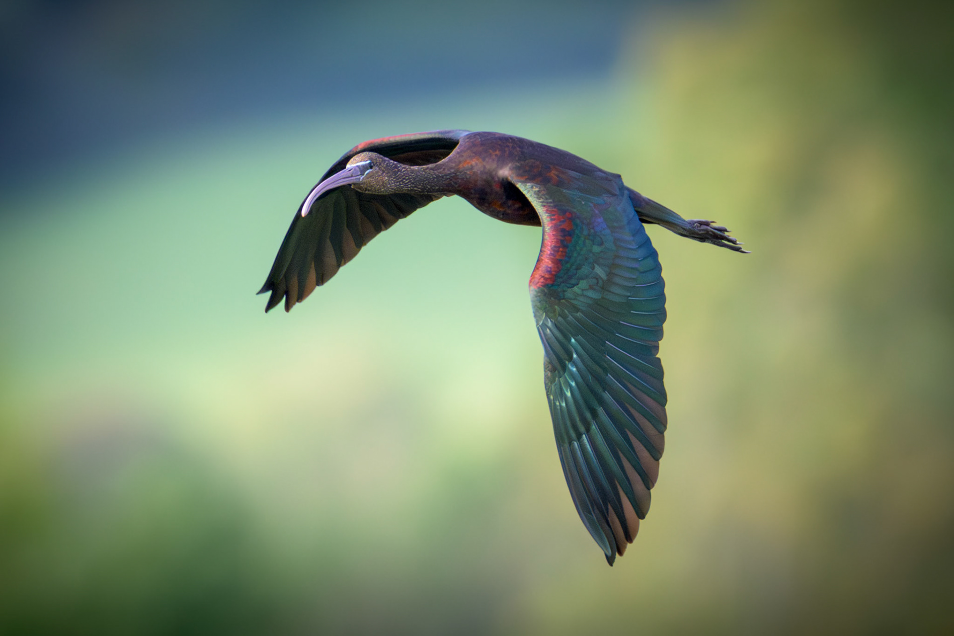 Glossy Ibis