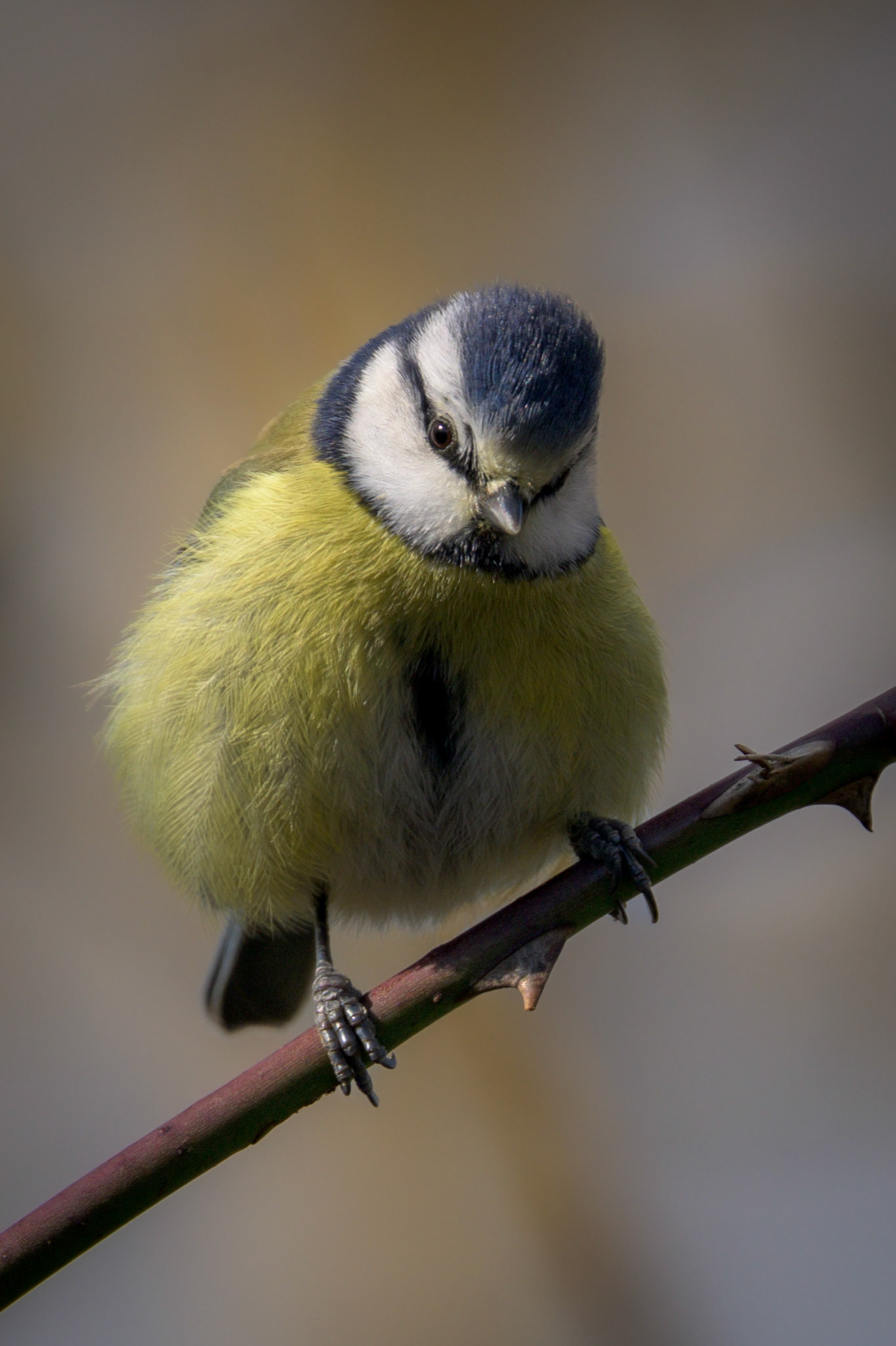 Bluetit