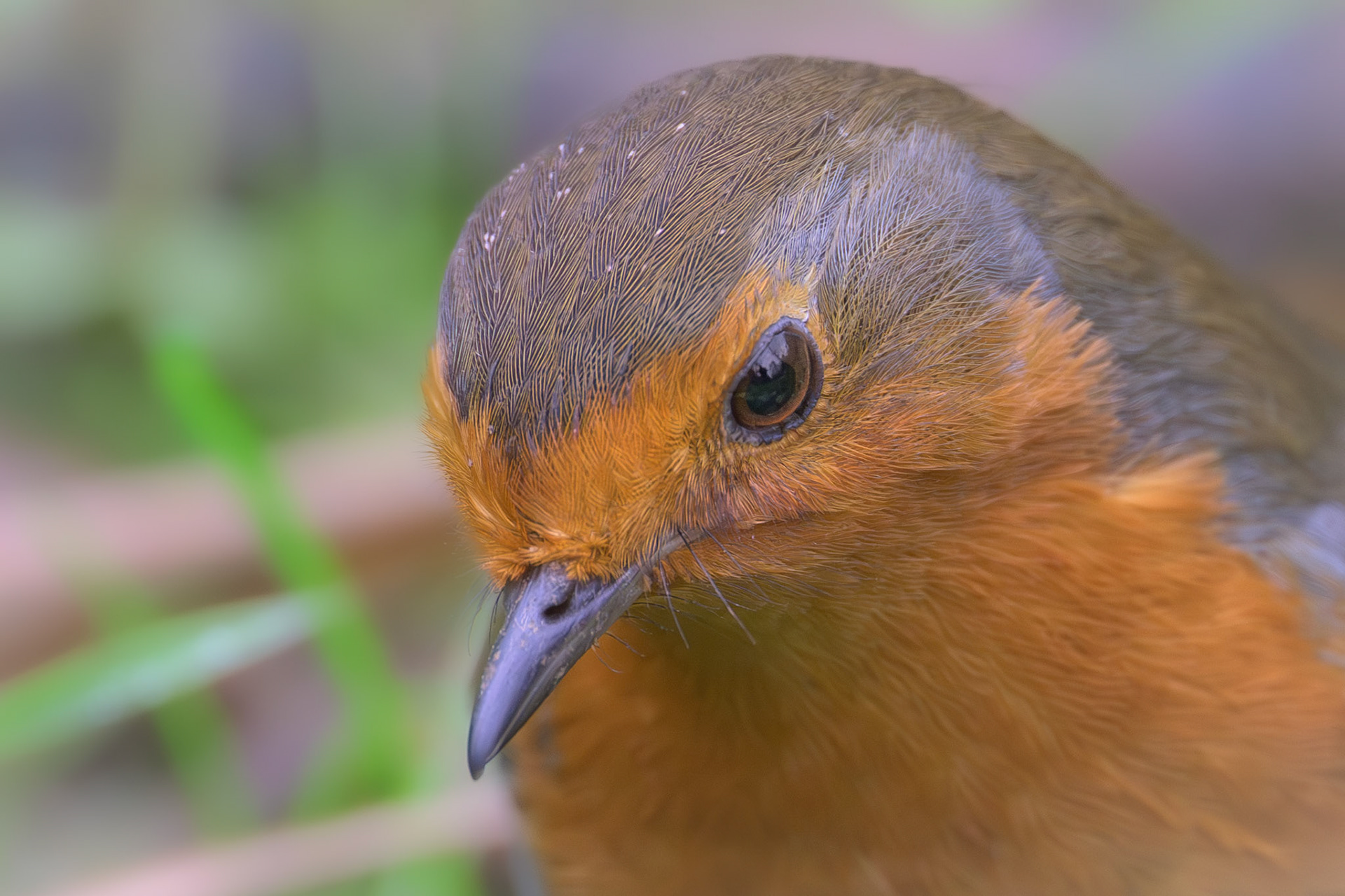 Eurasian Robin