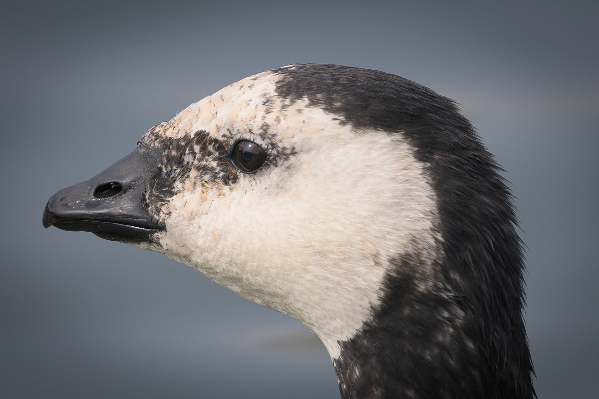Barnacle Goose