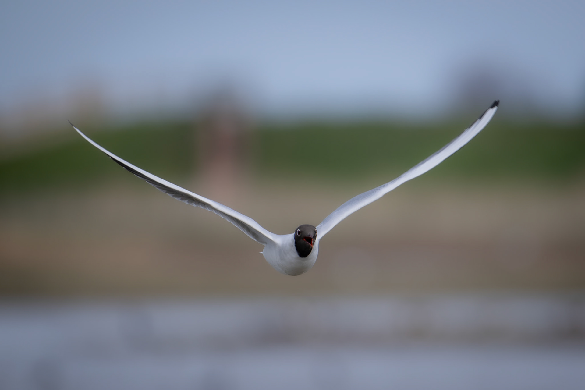Black-Headed Gull