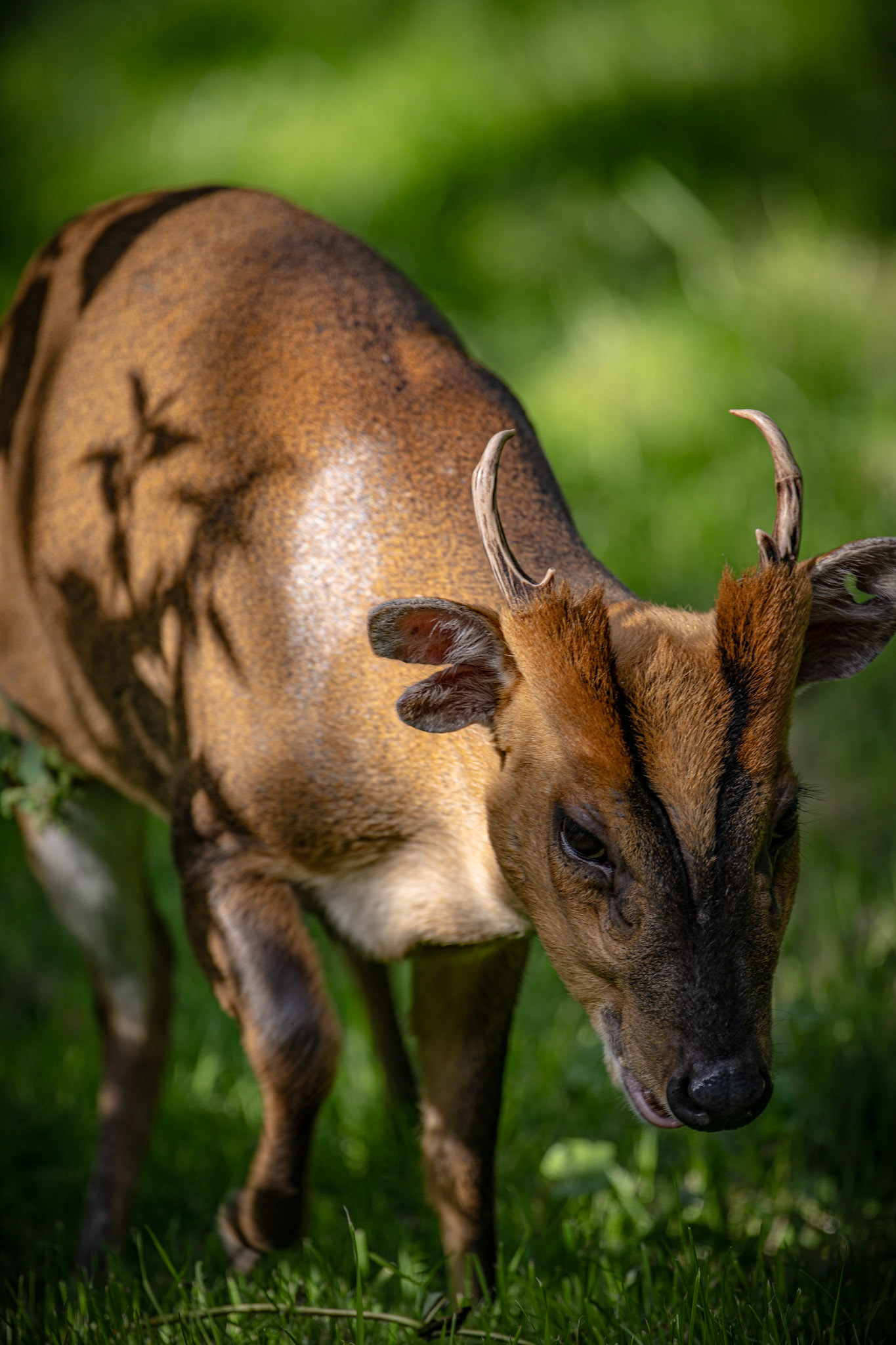 Muntjac