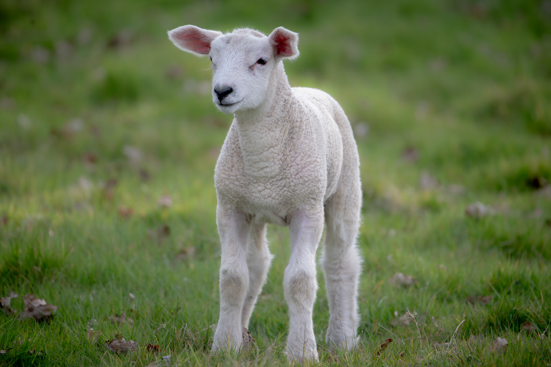 Lamb