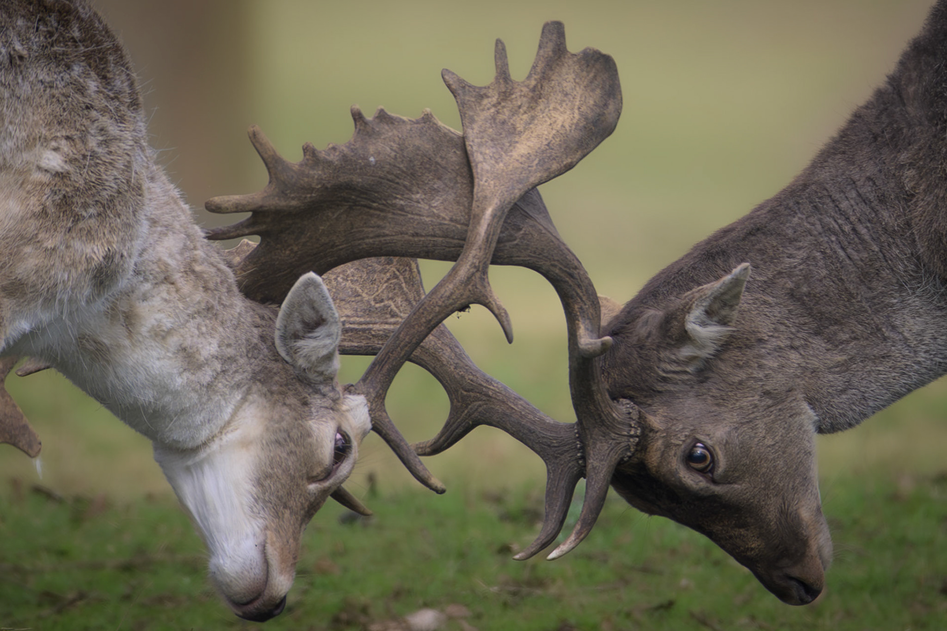 Sika Deer