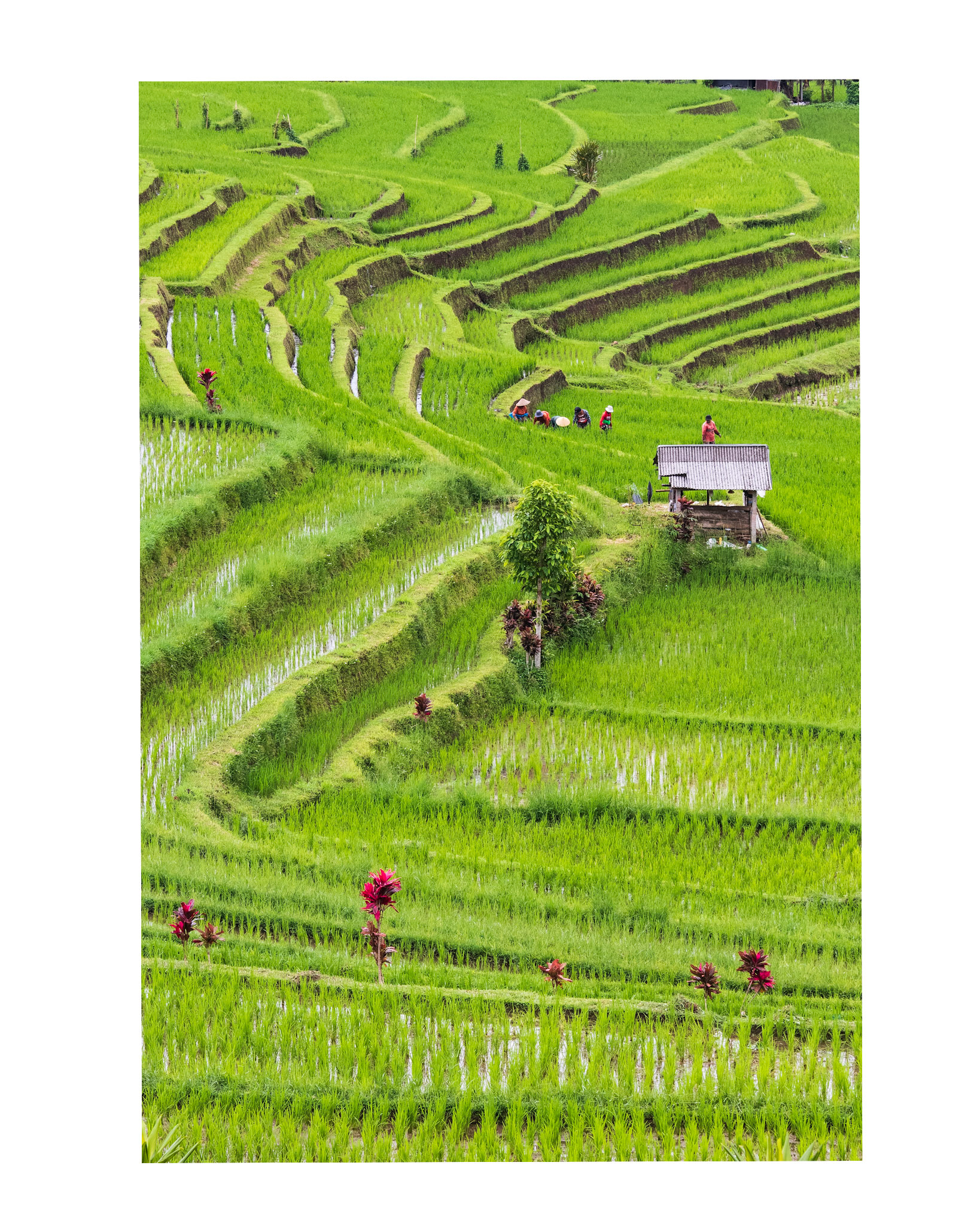 Bali