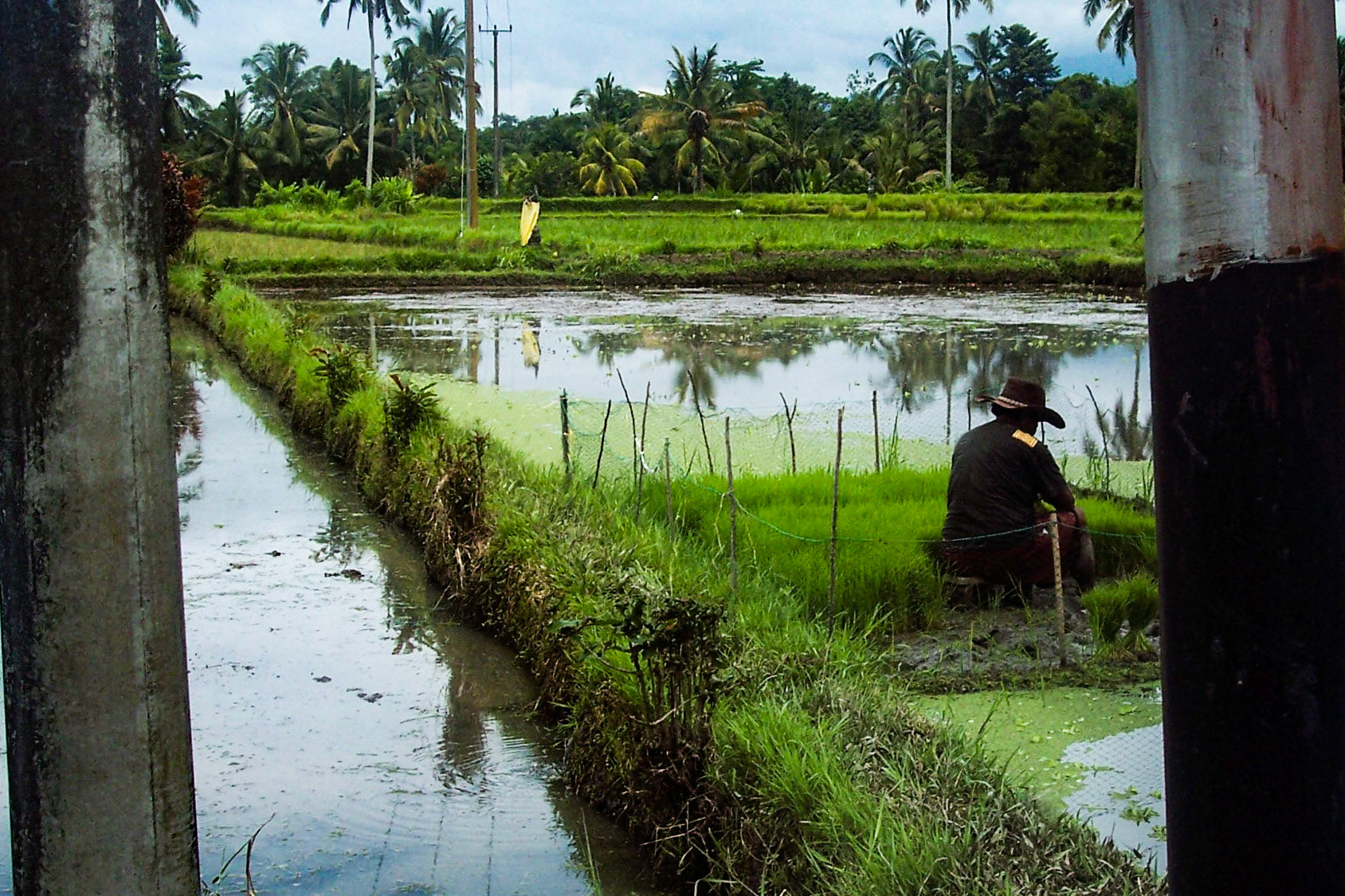 Rice fields in Bali