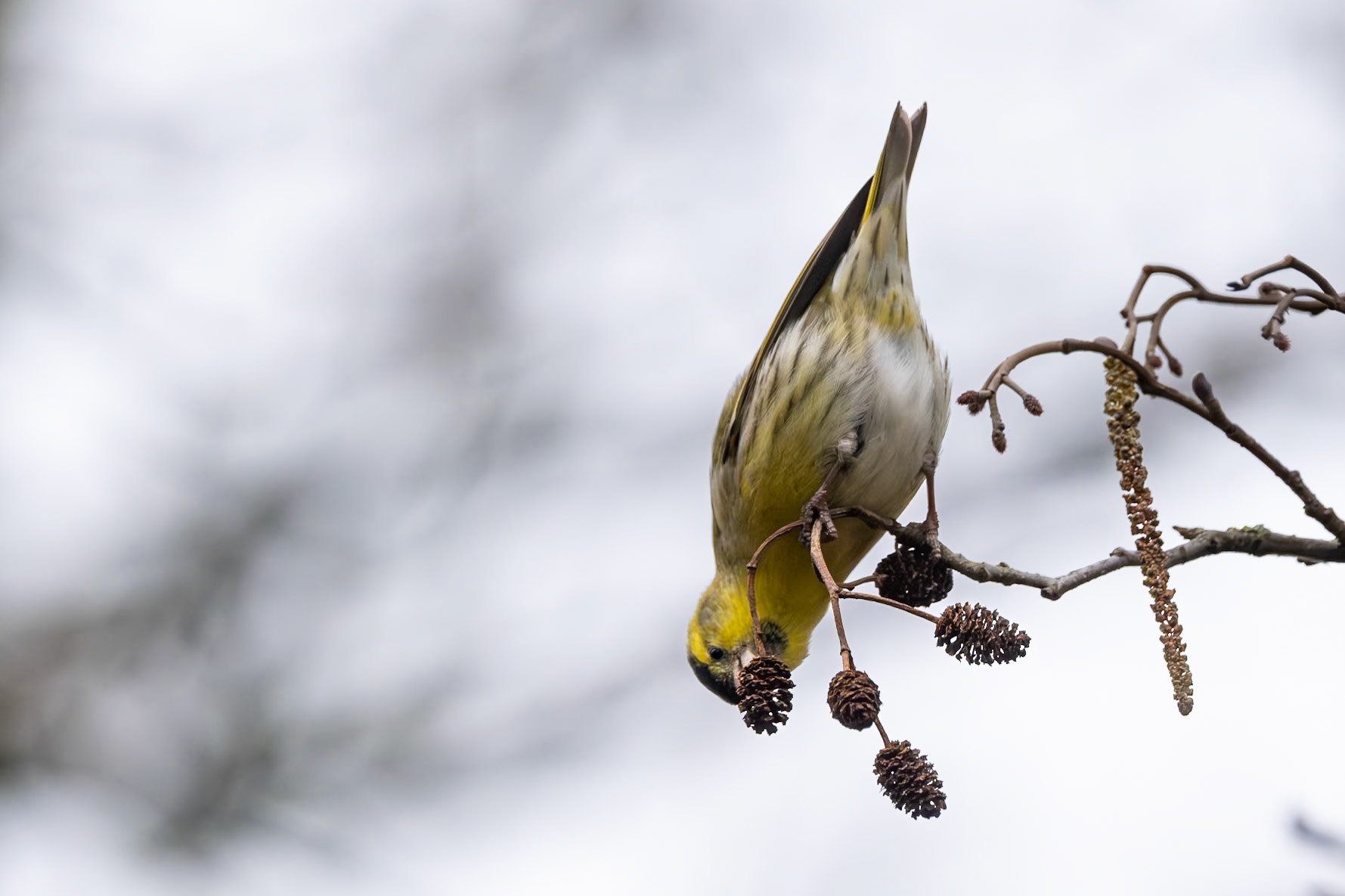 Siskin (Carduelis spinus)