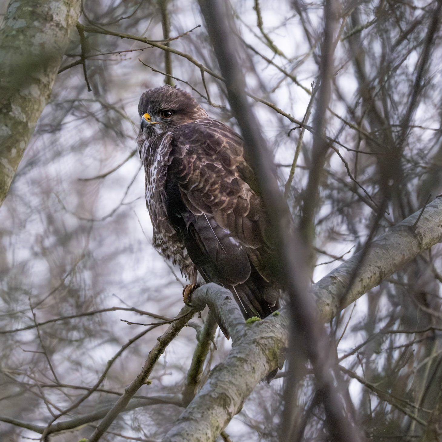 Buzzard (Buteo buteo)