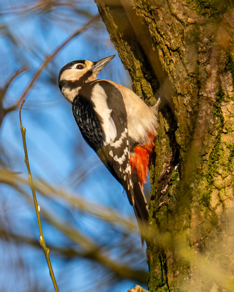 Great Spotted Woodpecker (Dendrocopus major)