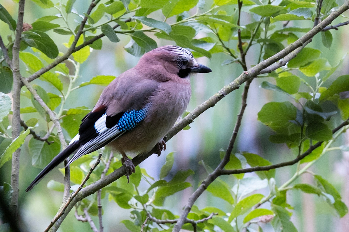 Jay (Garrulus glandarius)