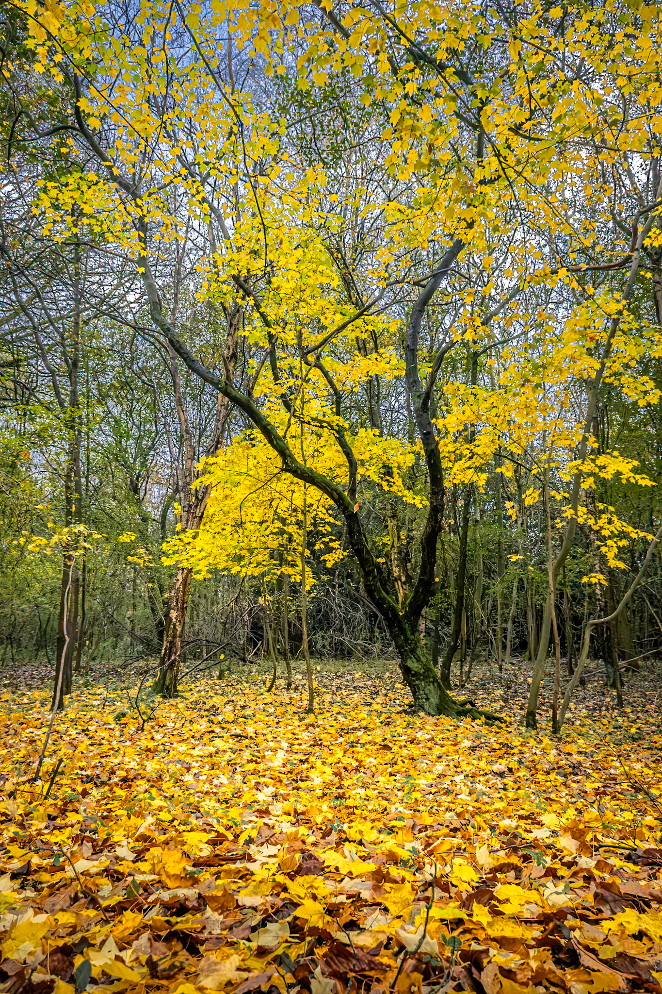 Autumn Colour, Brownhills