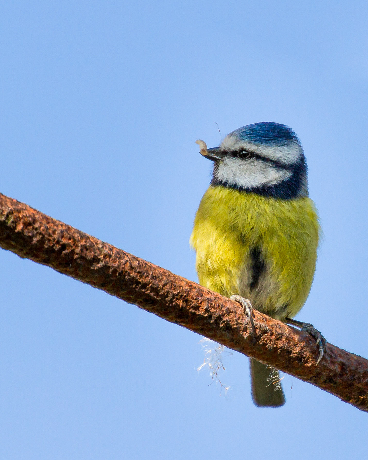 Blue Tit (Parus caeruleus)
