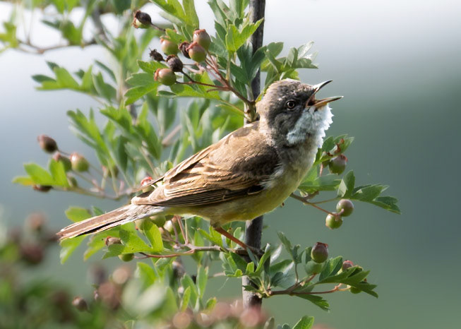 Whitethroat (Sylvia communis)