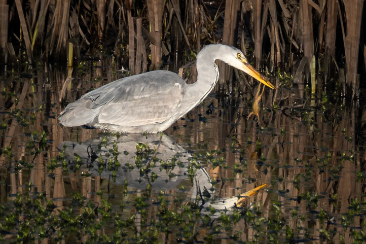 Grey Heron (Ardea cinerea)
