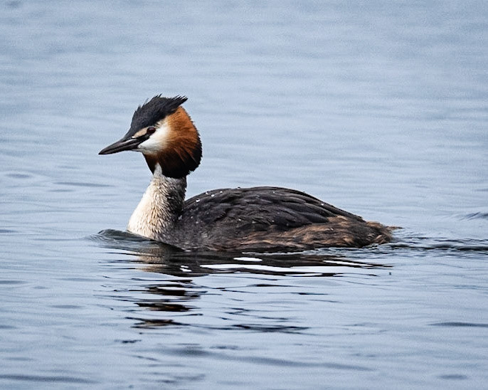 Great Crested Grebe (Podiceps cristatus)