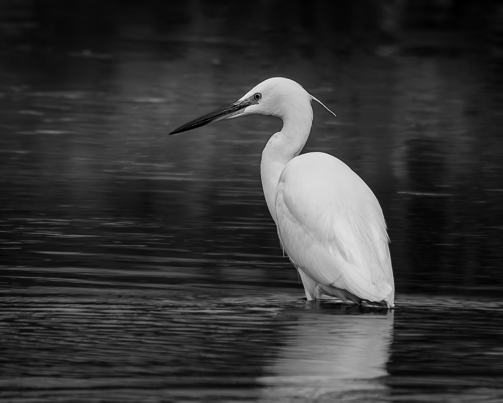 Little Egret (Egretta garzetta)
