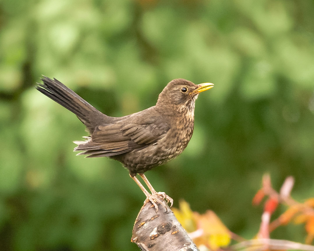 Blackbird (Turdus merula)