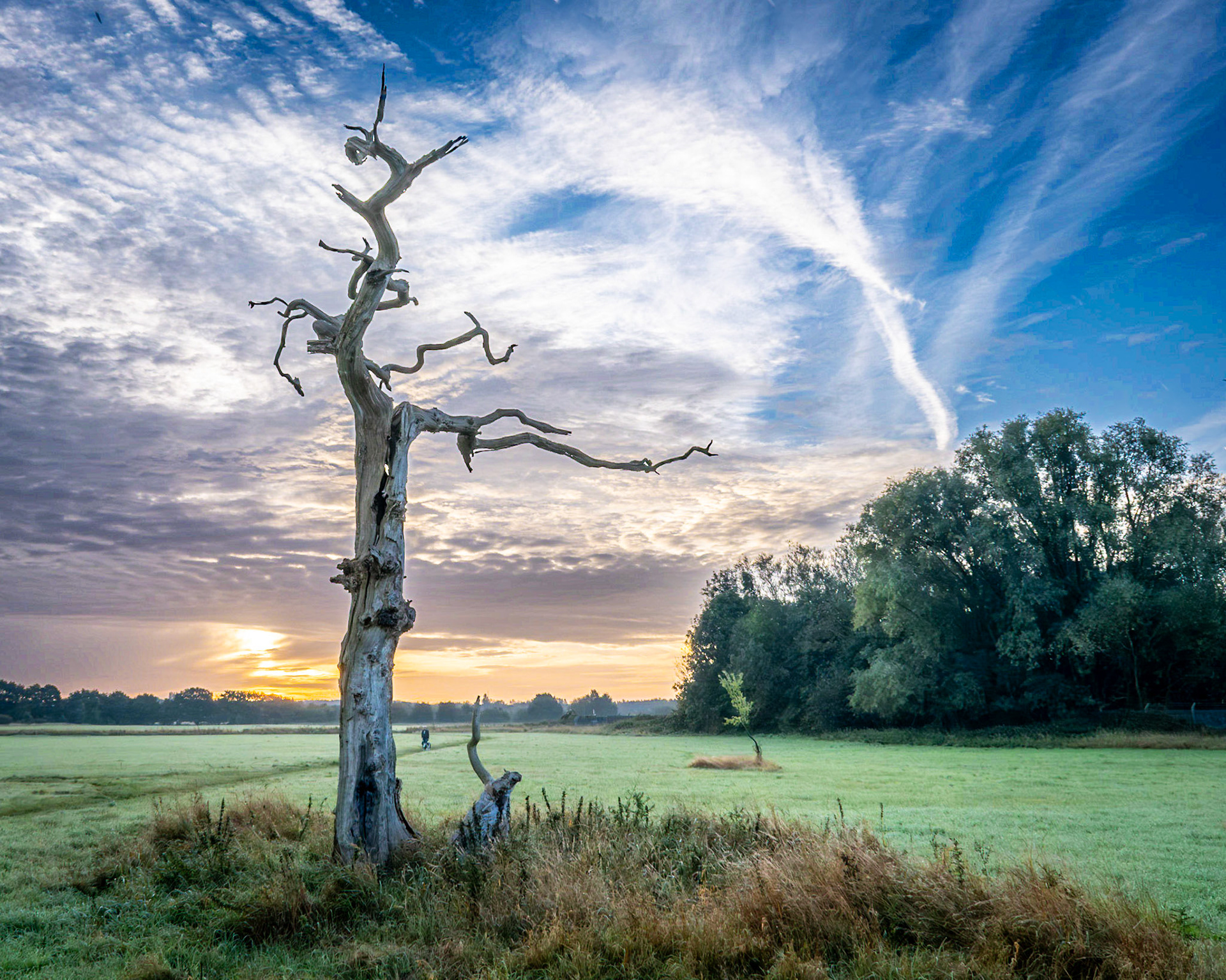 Lightning Tree at sunrise, Clayhanger