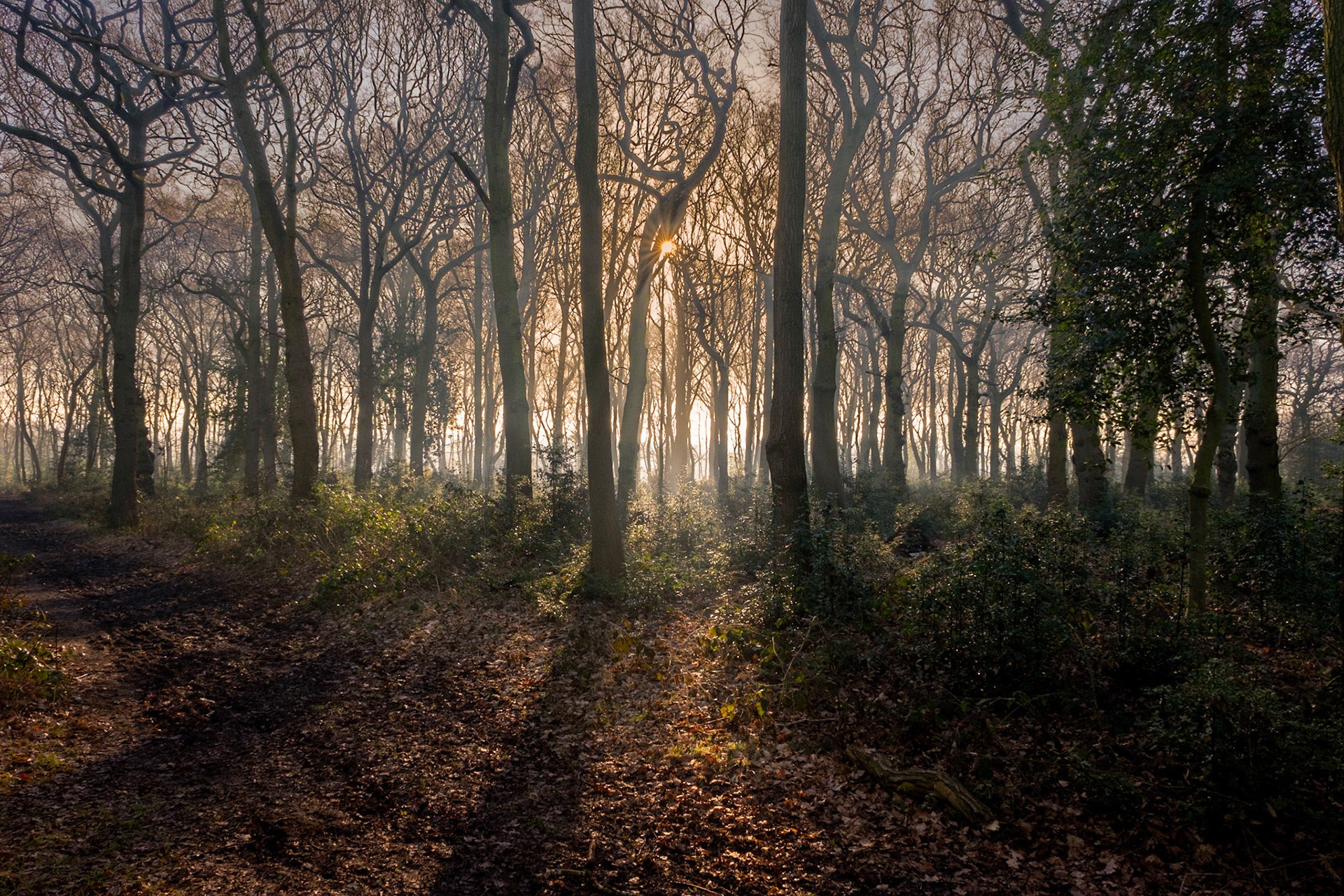 Coppice Wood, Shelfield