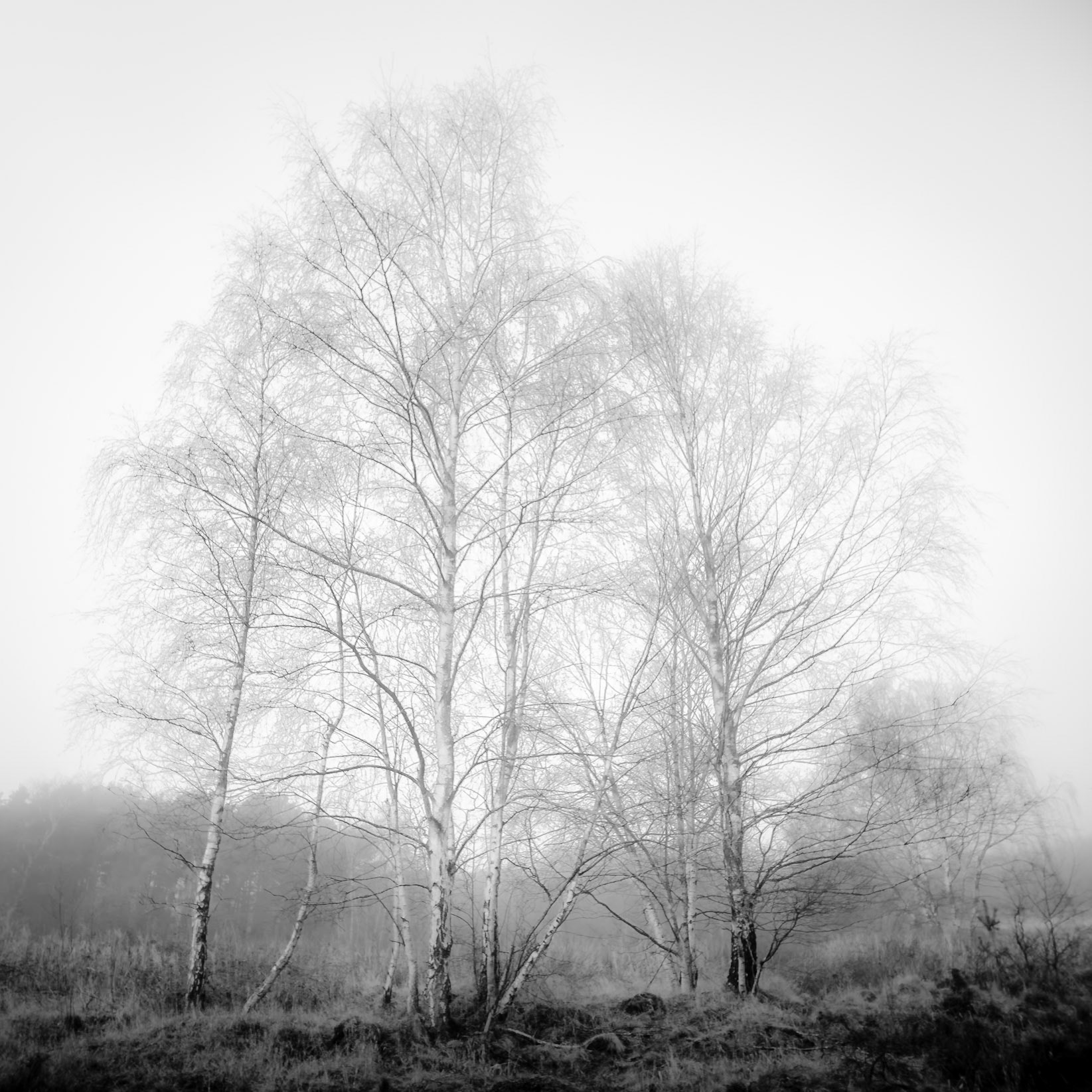 Silver Birch in the Mist, Brownhills