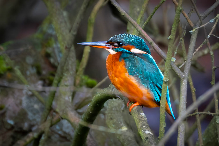 Kingfisher (Alcedo atthis)