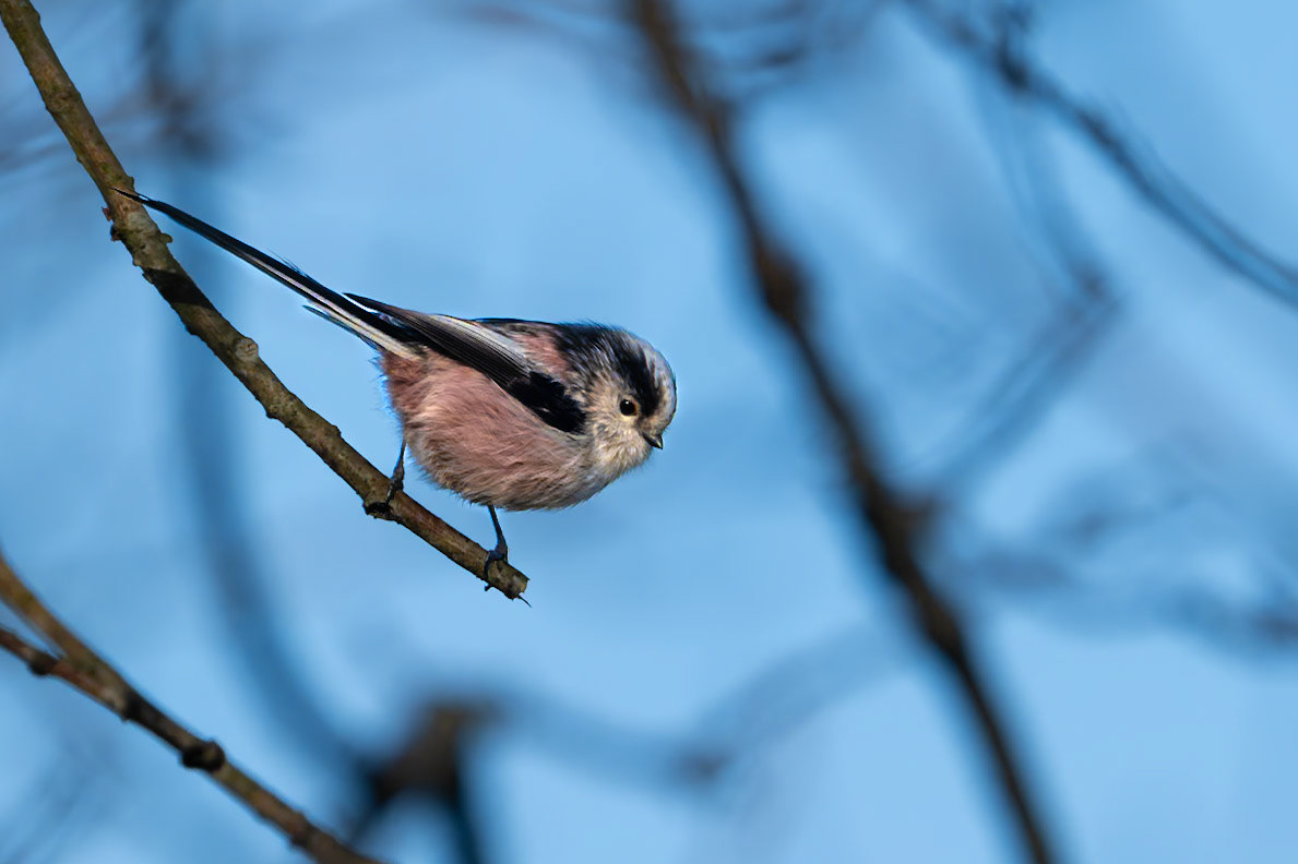 Long-tailed Tit (Aegithalos Caudatas)