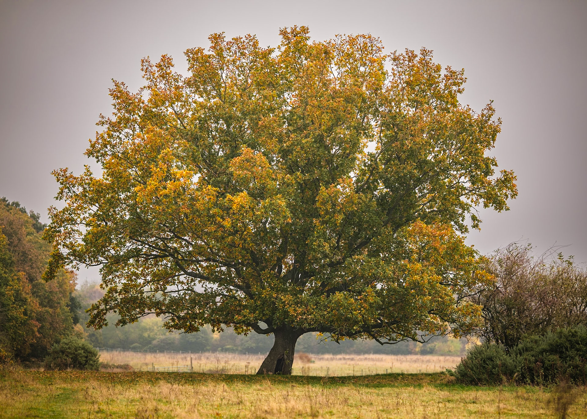 Autumnal Oak Tree, Clayhanger