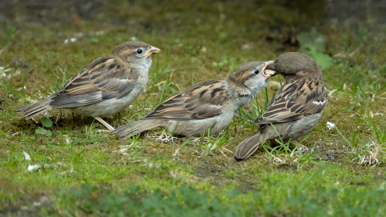 House Sparrow (Passer domesticus)