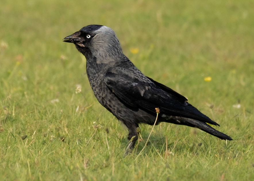 Jackdaw (Corvus monedula)