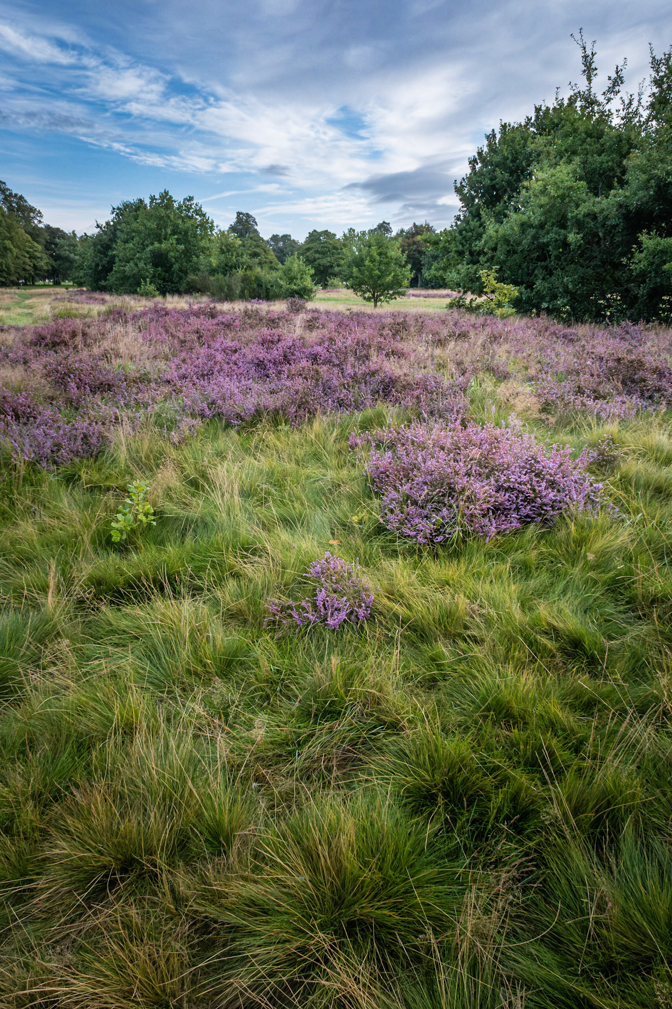 Heather Bloom , Pelsall