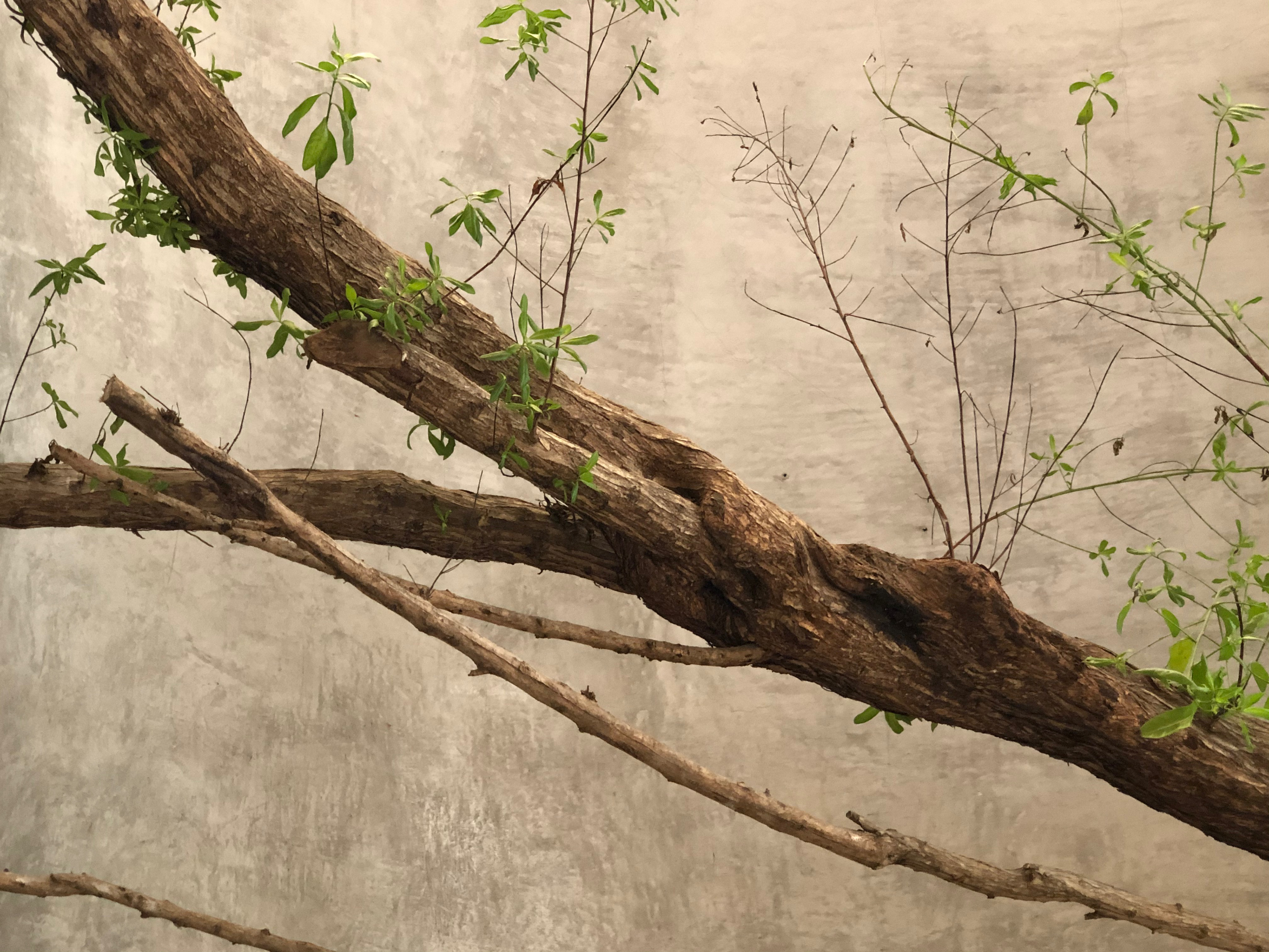 Stilll LIfe