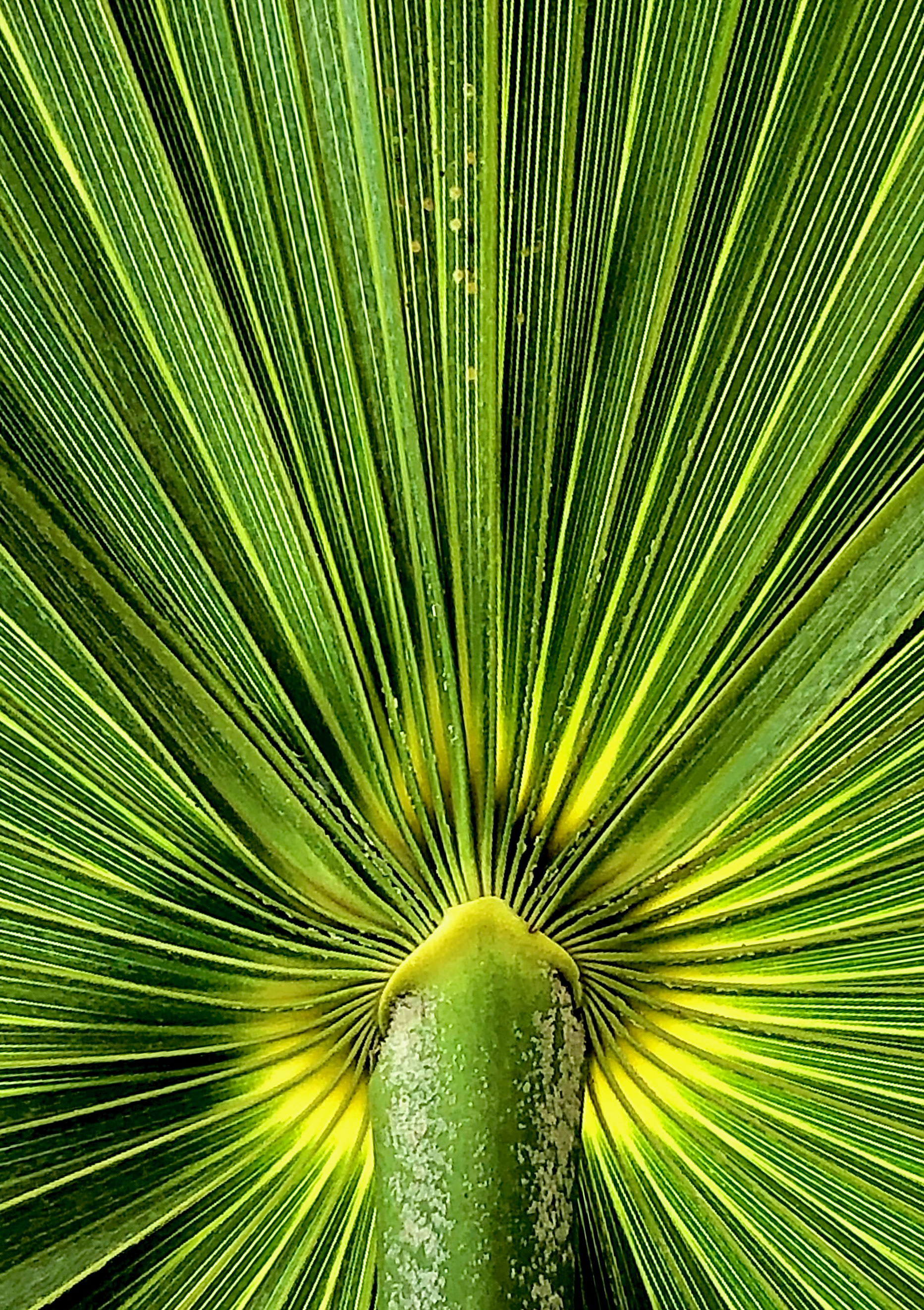 Palm Plant