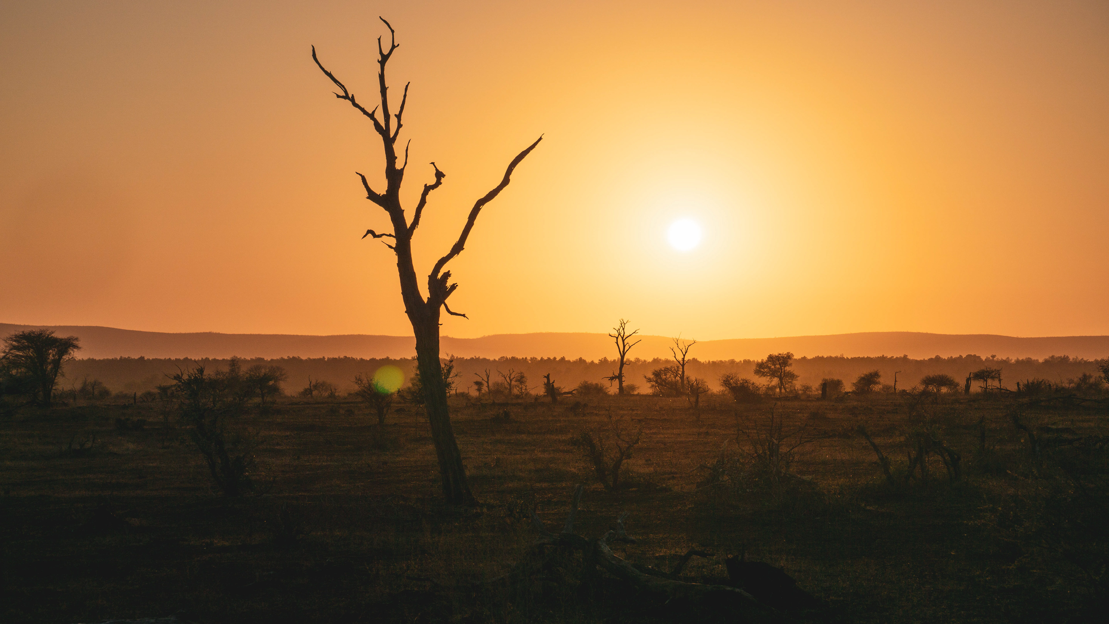 Sunrise in Kruger national park. Old tree in foreground and savannah in the background