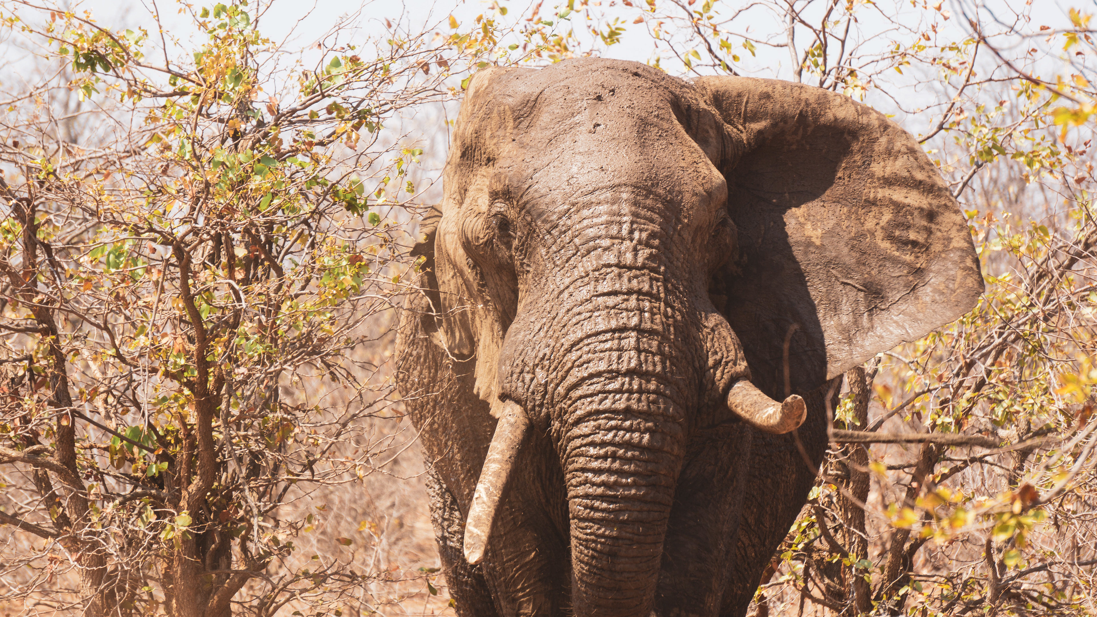 It is quite scary to see an elephant charging towards you