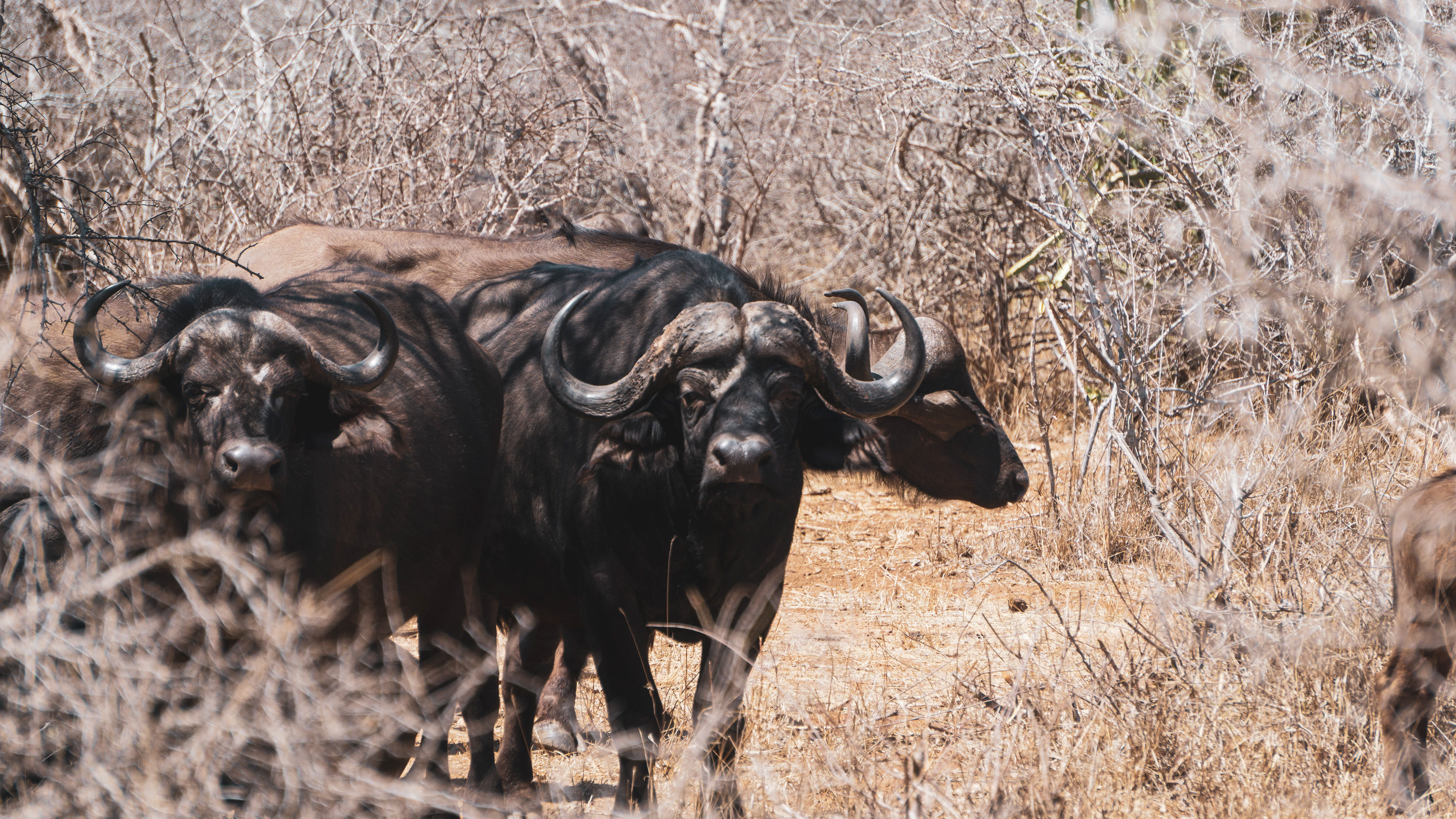 A herd of buffalos staring at us