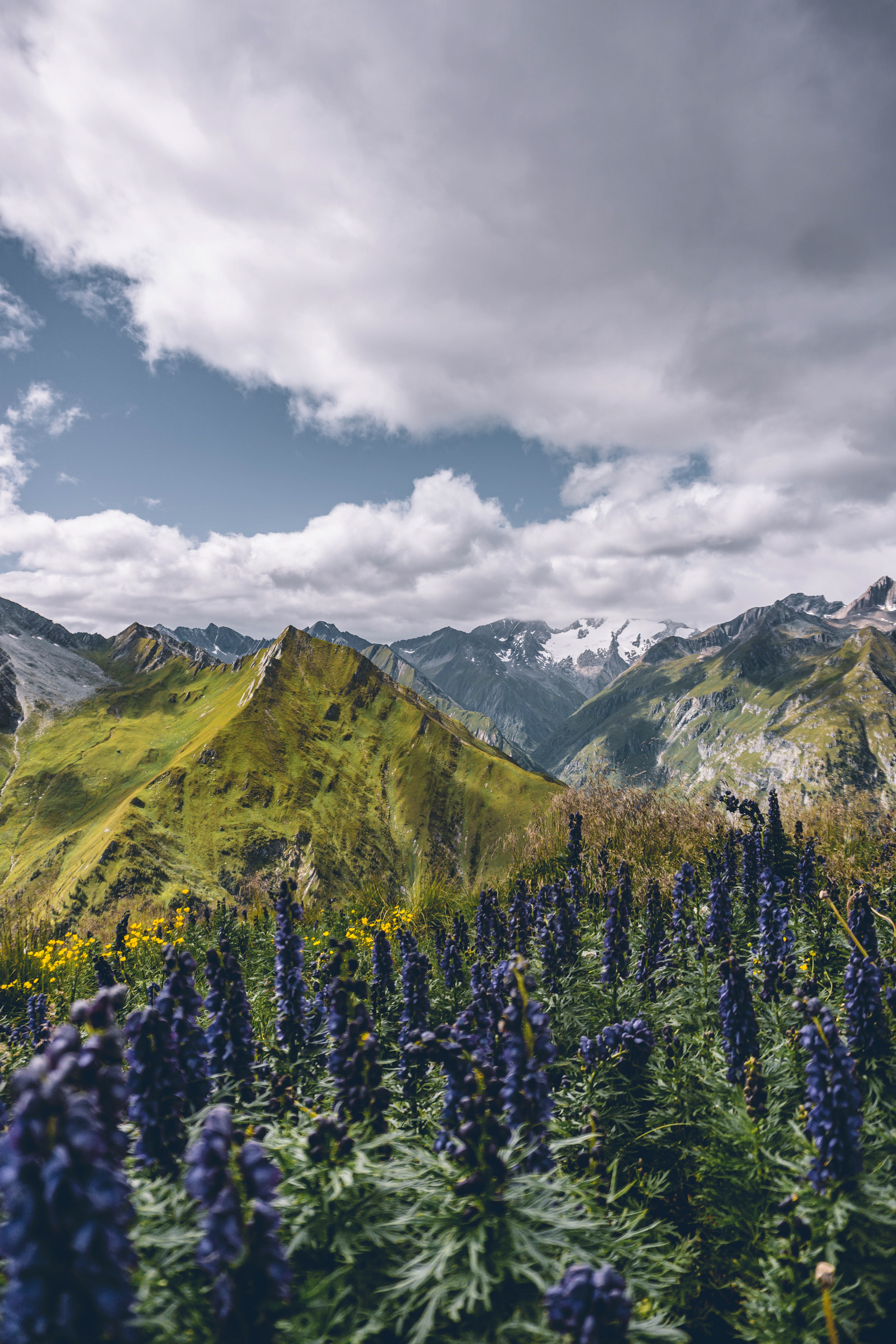 Purple flowers and a beautiful mountain landscapes in the Alps