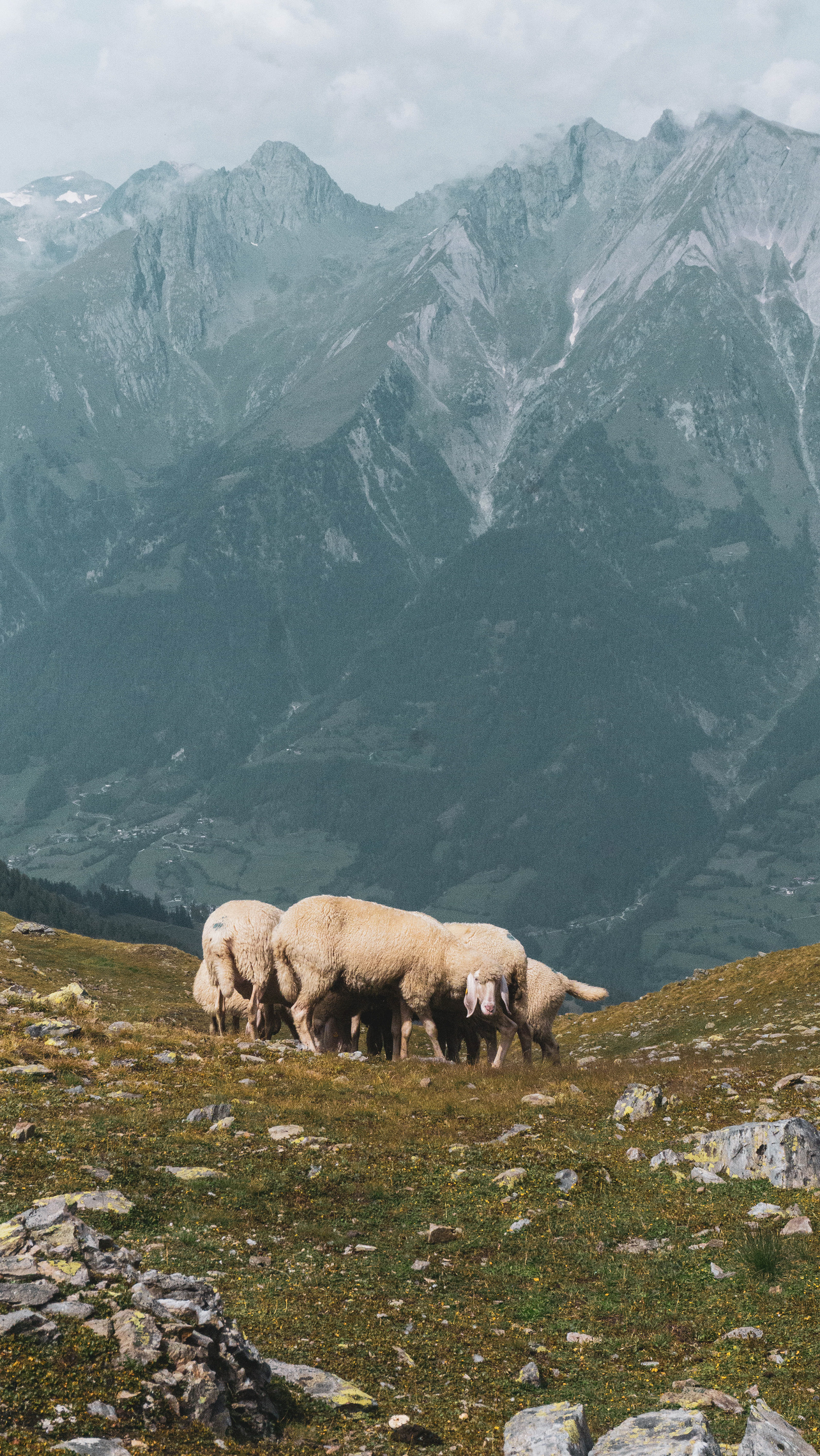 Encountering sheep in the Alps
