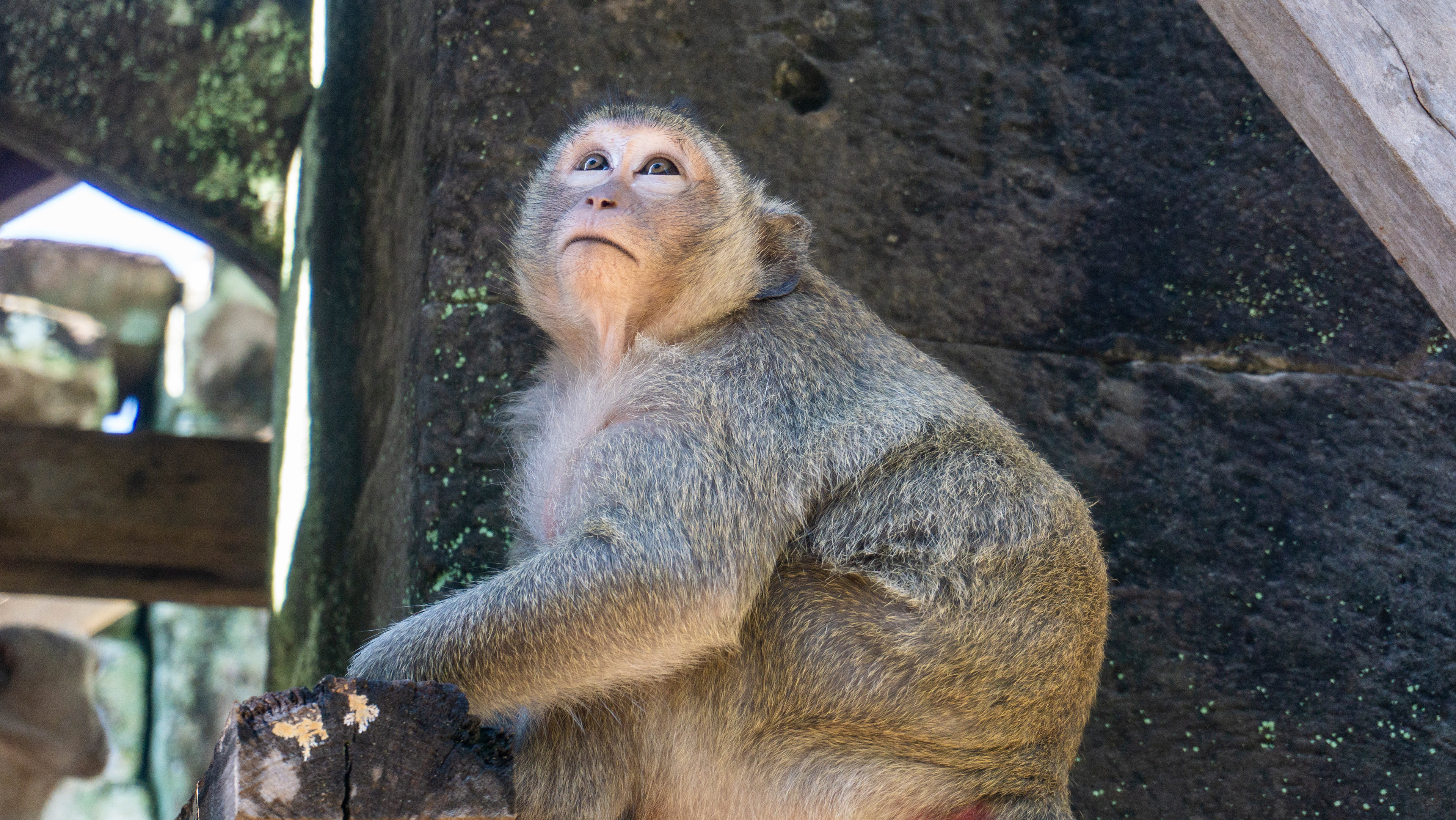 One of the many monkeys around the temples